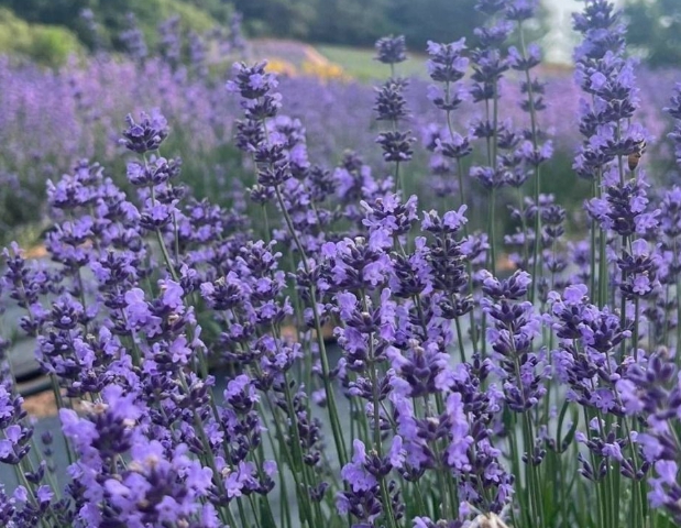 “고창청농원 라벤더 축제, 보랏빛 힐링 산책길에서 만나는 여름의 향기”