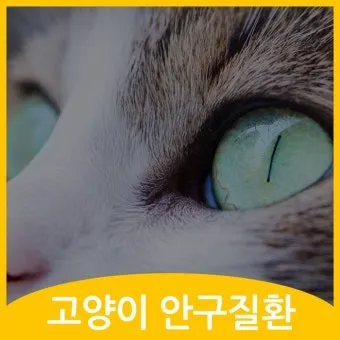 고양이 주요 눈 질환 7가지 증상 원인 치료법_15