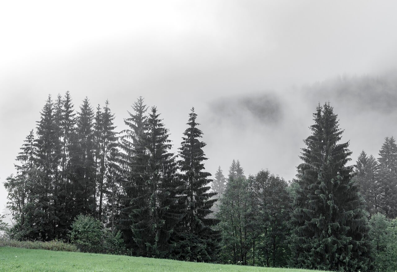 나무꿈,큰나무꿈,나무나오는꿈해몽BEST10