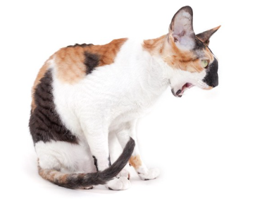 입을 벌리고 뱉을 것 같은 고양이.