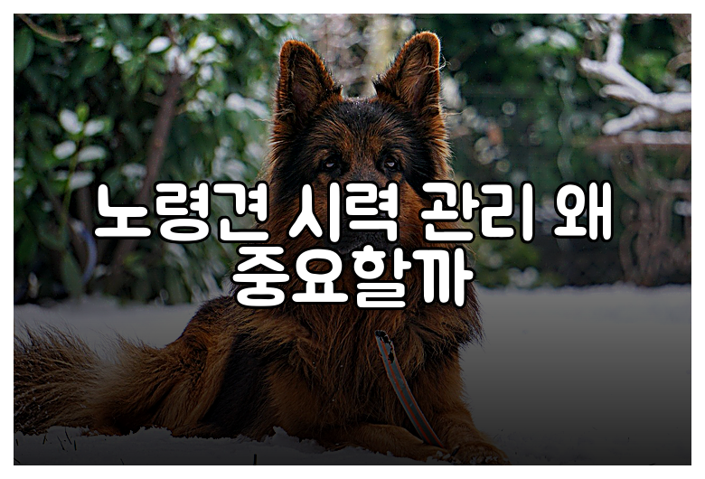 노령견 시력 관리 왜 중요할까