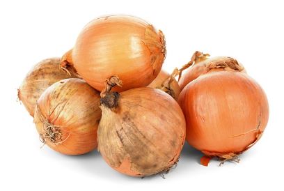 양파 심는 시기