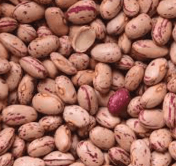 호랑이콩 순지르기