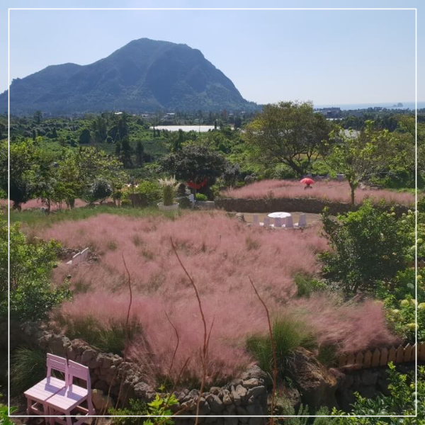 제주도 마노르블랑 핑크뮬리축제 인생사진 찍어봅시다.