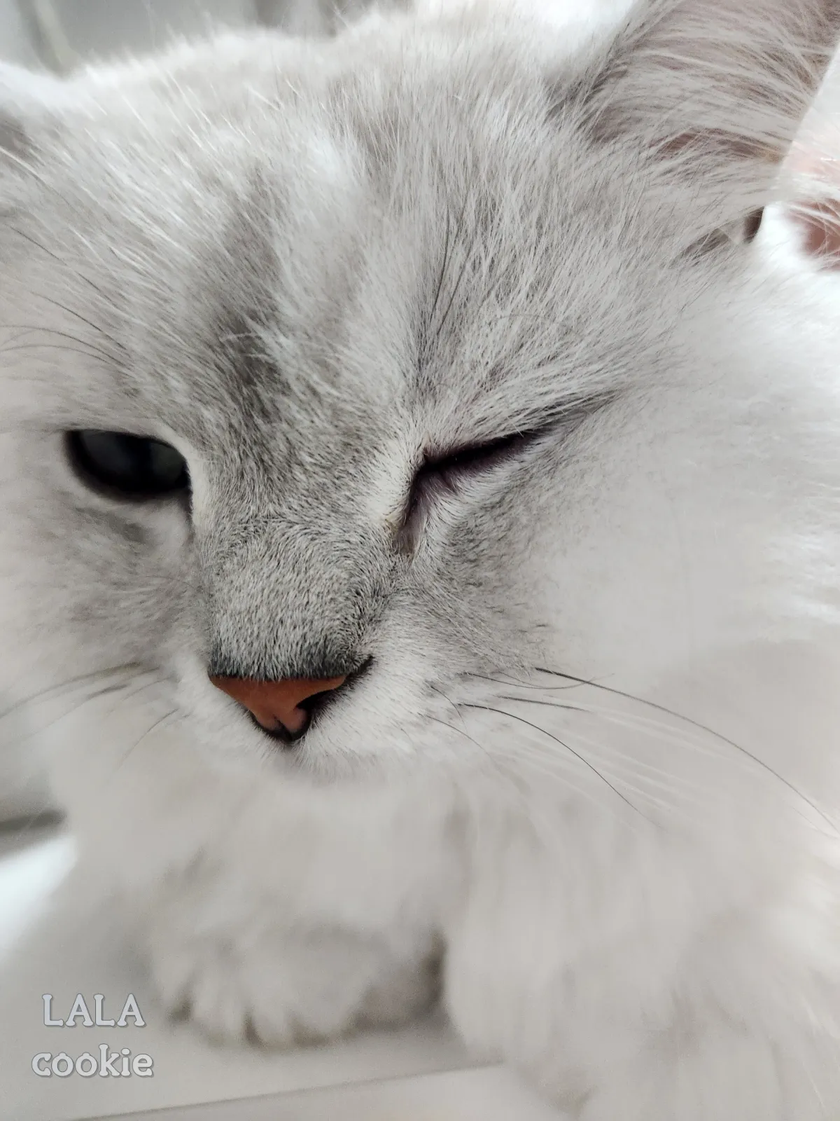 고양이-눈병-결막염-각막염-증상-찡그린-눈과-눈물