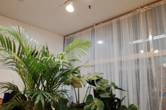 북유럽풍 인테리어 식물배치 톤맞추기 화분색감 관리 감성업_7