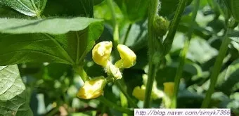 팥 재배 파종 적기 배수로 만들기 수확 건조_7