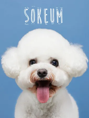 비숑 프리제 분양가격 종류 미니비숑 성격_7