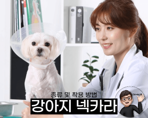수의사에게 진찰 받고 있는 강아지