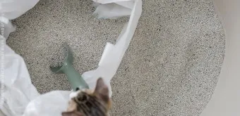 고양이 모래 추천 버리는법 벤토나이트 처리 탈취제_3