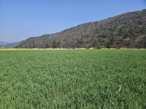 보령 웅천천 유채꽃