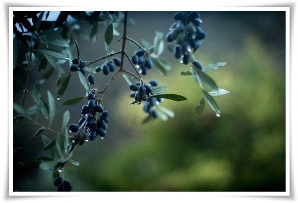 "올리브나무 키우기" 집에서 즐기는 지중해의 향기 정원!