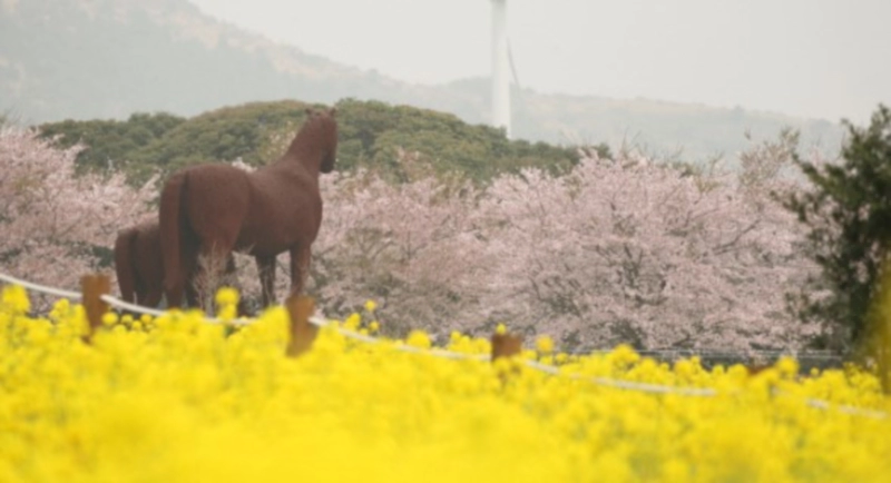 제주 유채꽃 축제