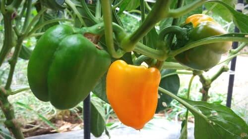 노랑-파프리카-착색단고추-효능-효과