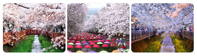 여좌천 로망스 다리 벚꽃