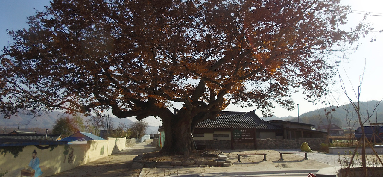 2025 증평인삼골축제&amp;#44;인삼 체험 축제