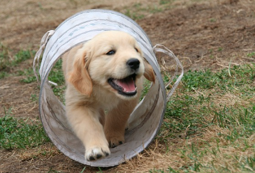 강아지 사료 종류 및 의미 (홀리스틱,그레인프리,휴먼그레이드)