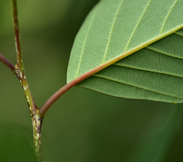 망개나무 잎 뒷면