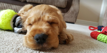 강아지가 호텔 룸에서 장난감을 가지고 놀다가 잠든 이미지