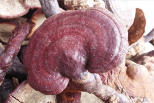 영지버섯 효능12