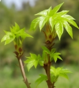 엄나무 효능 부작용