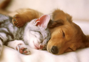 강아지와 고양이 합사 하는 방법