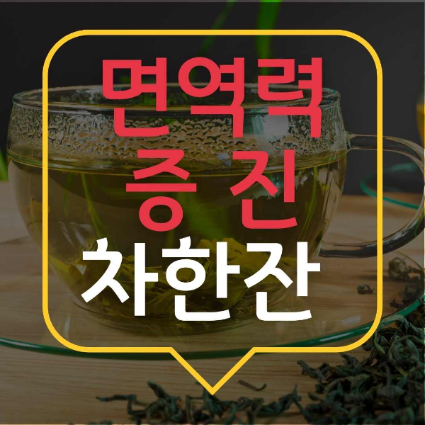 면역력증진 차 추천