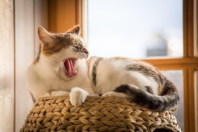 반려동물&amp;#44; 고양이 인테리어