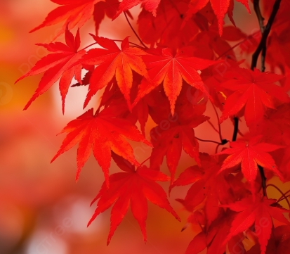 가을에 피는 꽃 단풍나무