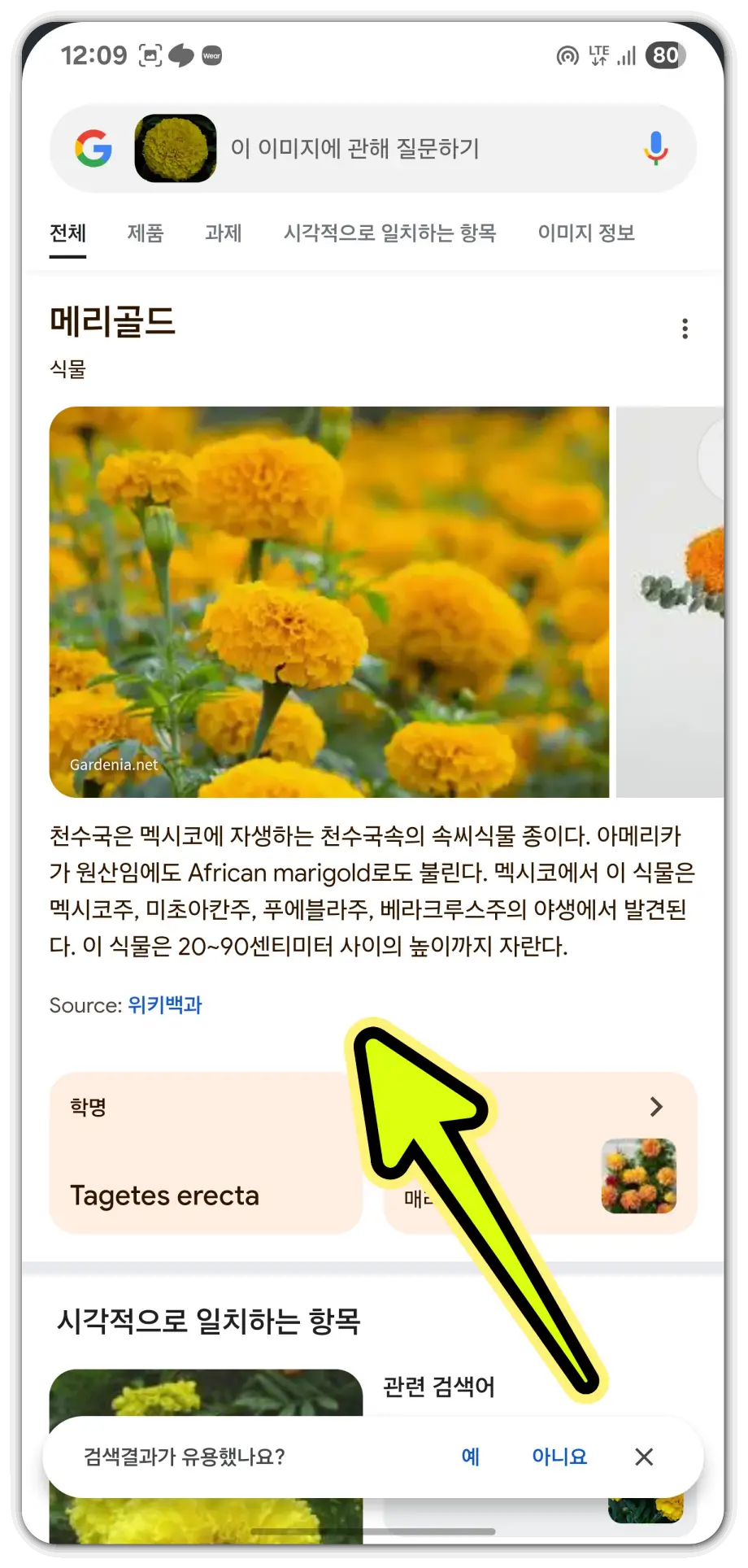 사진으로-꽃-이름-검색-방법