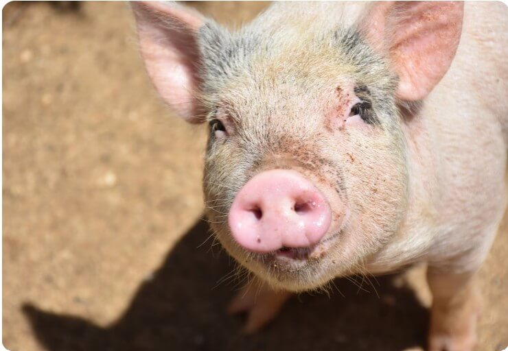 새끼 돼지가 위를 바라보는 모습