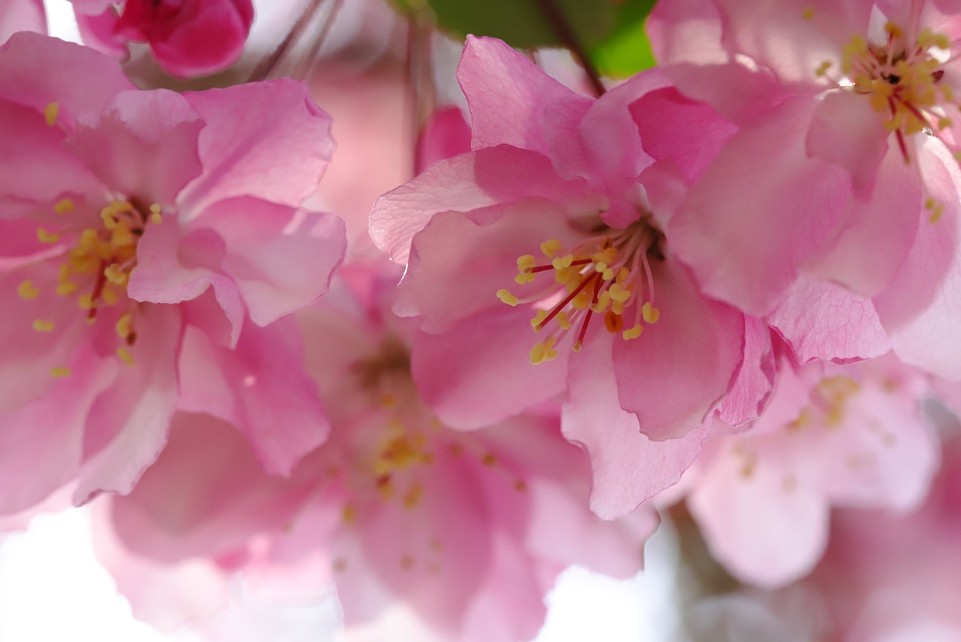 TMAP 내비게이션 검색량 TOP12! 2025 3-4월 봄꽃 여행 가이드에 관한 사진