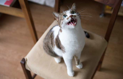 고양이가 울고 있는 상태의 이미지