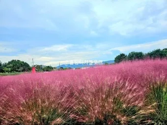 평택 바람새마을 핑크뮬리 가을 여행 인생샷 명소 추천으로 안내_21