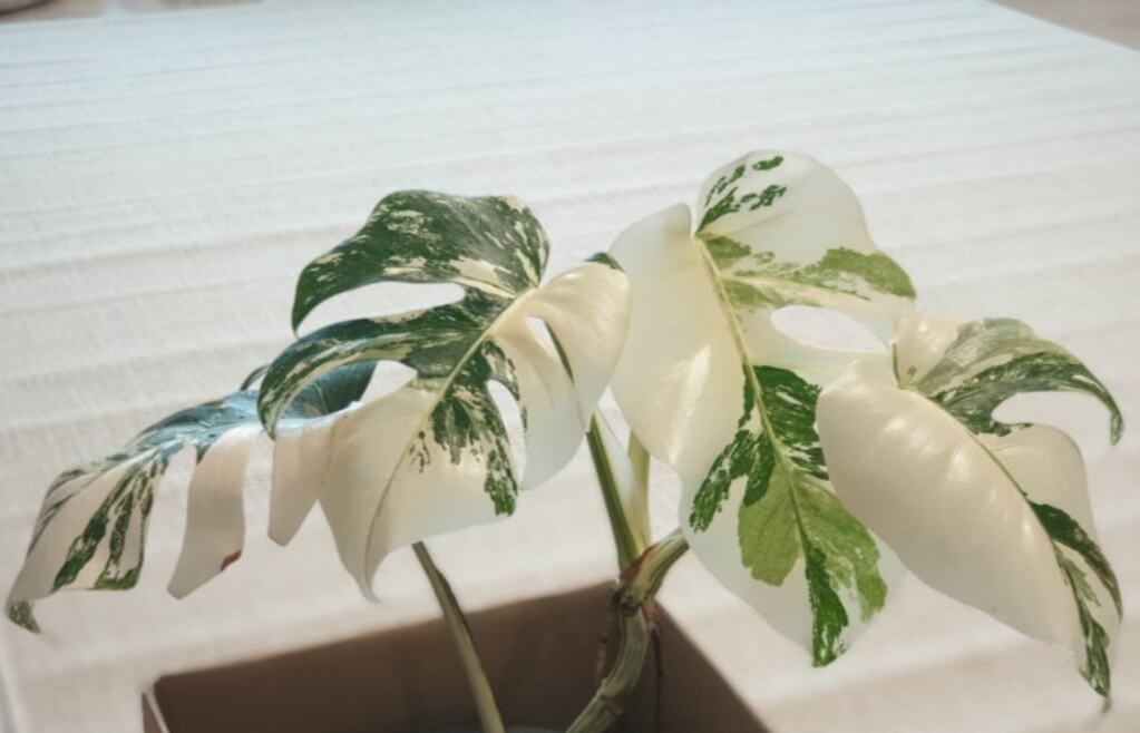 희귀식물의 왕이라 불리우는 몬스테라 알보 보르시지아나 바리에가타는 몬스테라 특유의 아름답고 이국적인 잎에 녹색과 하얀색이 어우러진 멋진 무늬를 가지고 있습니다. 무늬는 산반모양, 반반모양 등 다양하게 나타나며 다음 잎에 나올 무늬를 예측할 수 없어 많은 기대감을 가지게 만든다는 게 이 식물의 매력포인트입니다.