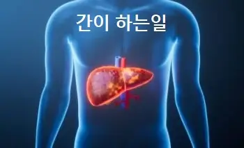 간이 하는일