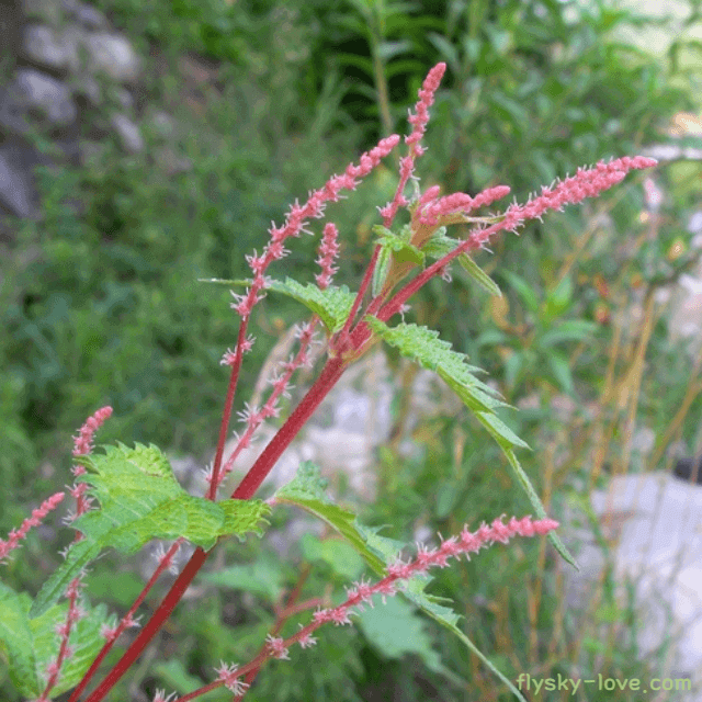 뼈 건강에 좋은 모시풀