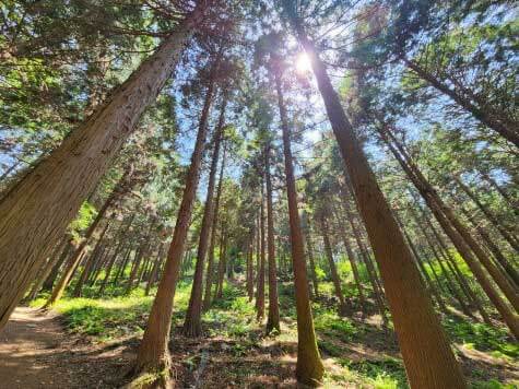 숲나들e 예약 방법부터 추천 캠핑장까지! 2025년 완전정리