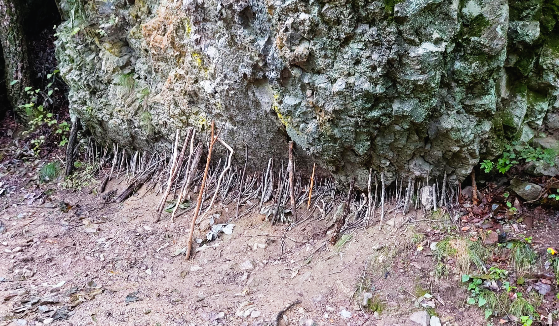 경북 청송군 나뭇가지 지지대