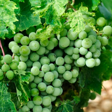 포도 효능 부작용