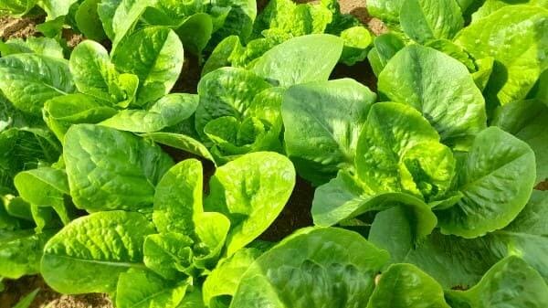 결구상추-로메인상추-재배법-종류-품종-재배시기-파종시기-모종-정식시기-심는시기-수확시기