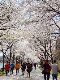 제 6회 개암동 벚꽃축제 기본 일정과 프로그램 및 특징 소개