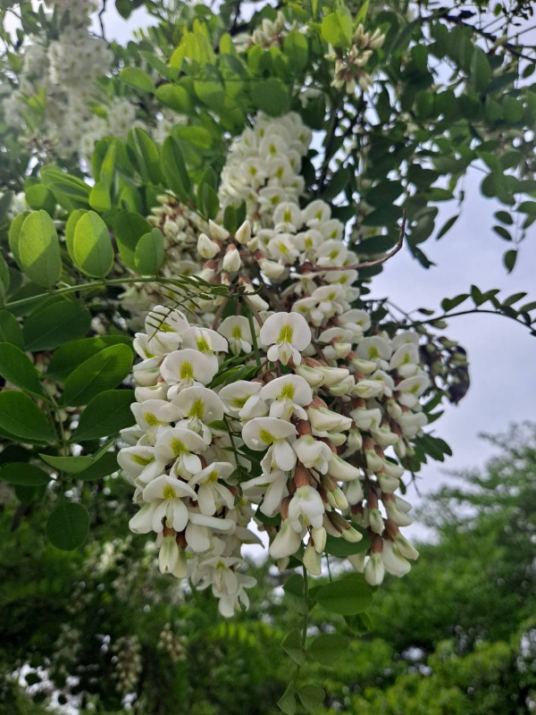 선유도 아카시아