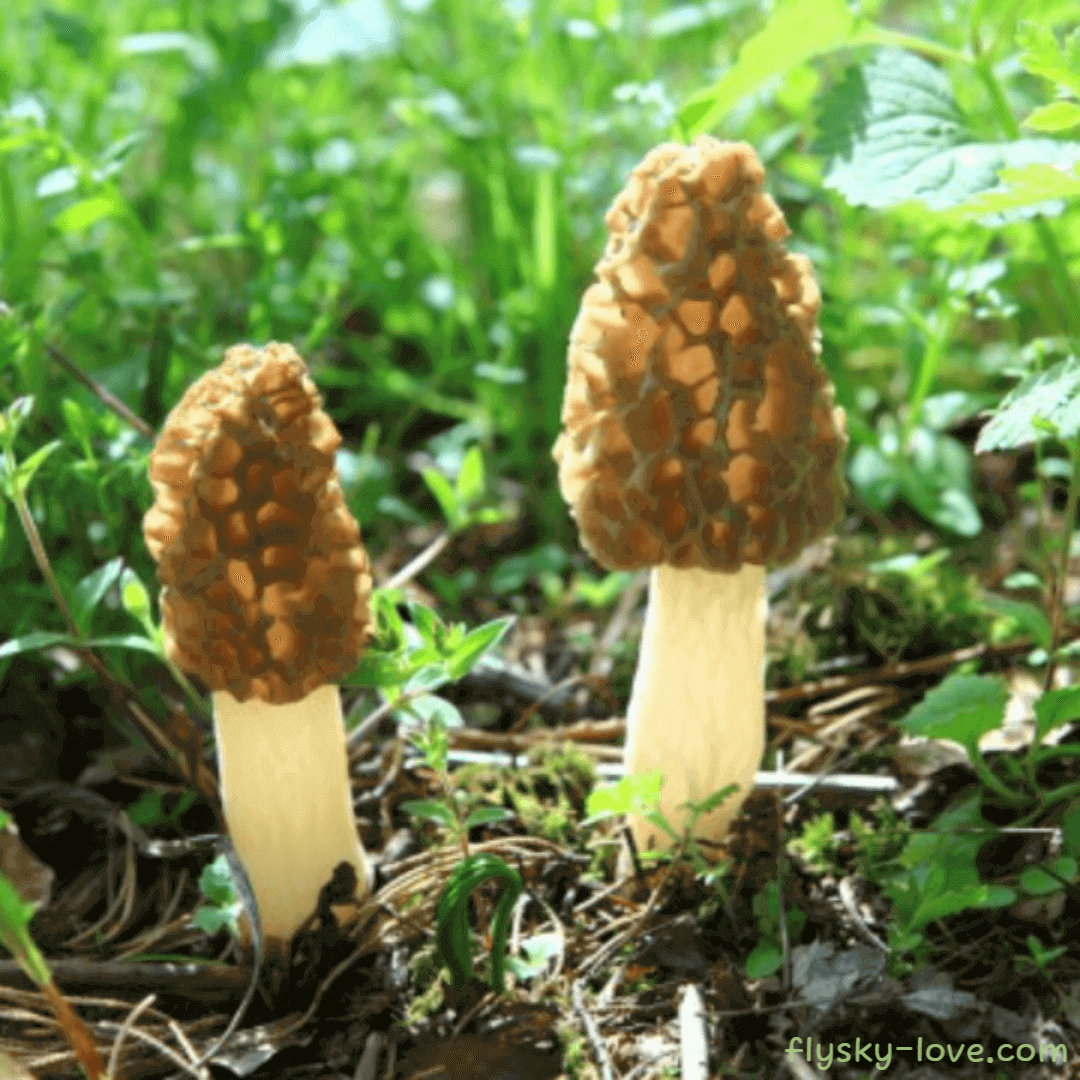 곰보버섯 활용법