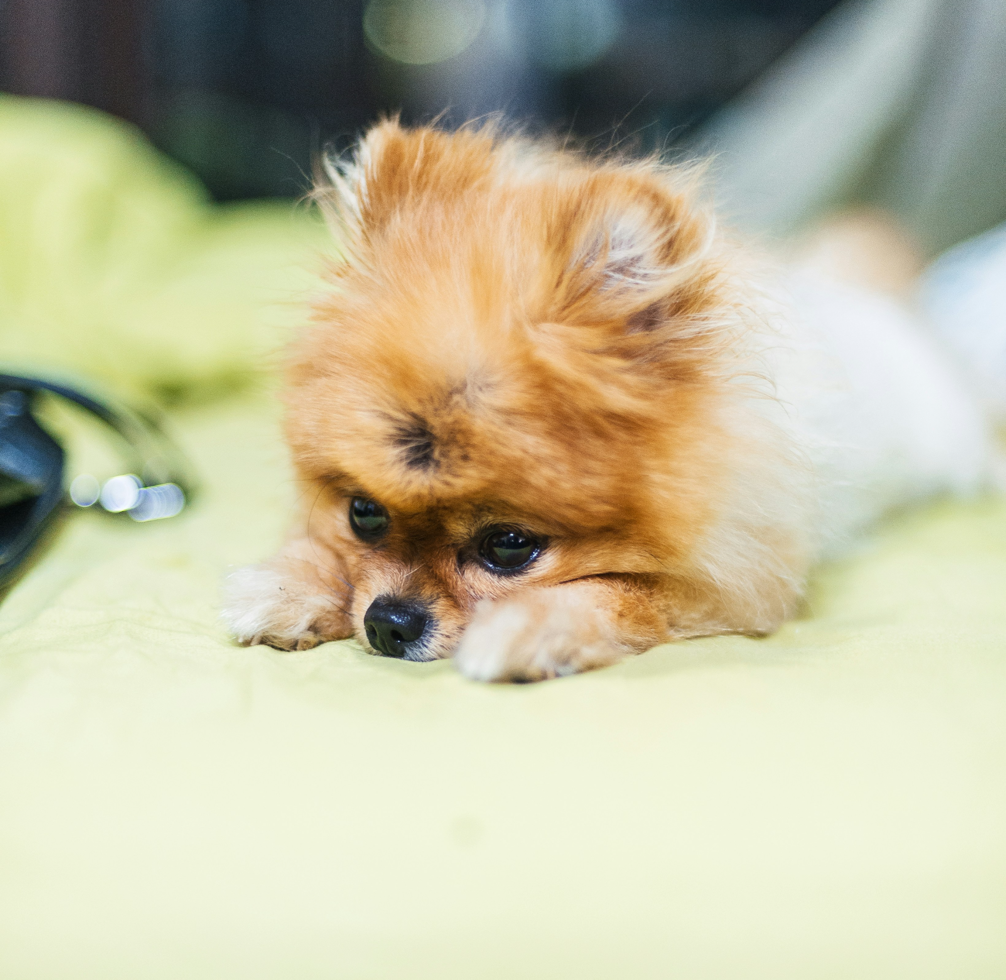 알로페시아 포메라니안