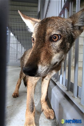 대전 오월드 늑대 늑구 탈출 원인 암컷 드론 생포