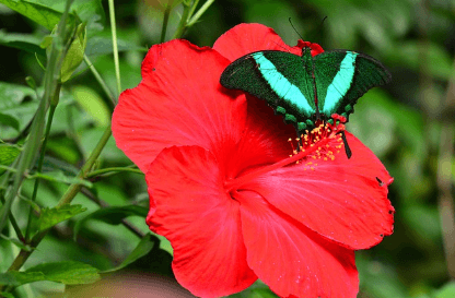 히비스커스의-효능