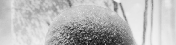 마리모 번식 방법: 스스로 갈라져서 번식