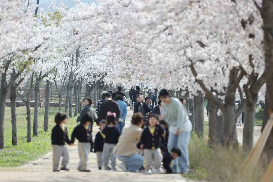 강릉 경포 벚꽃 축제