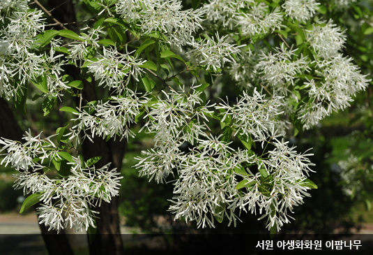 대전 한밭수목원 꽃구경